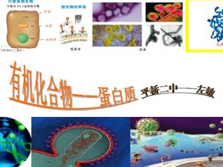 有机化合物 —— 蛋白质