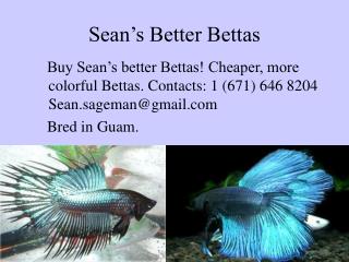 Sean’s Better Bettas