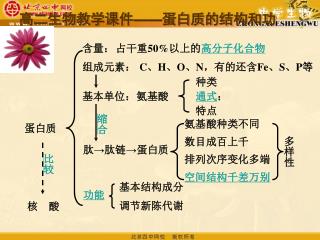 高二生物教学课件 —— 蛋白质的结构和功能