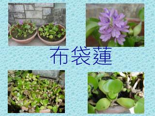 布袋蓮
