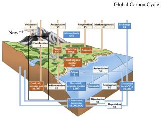 Global Carbon Cycle