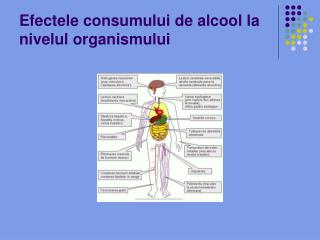 Efectele consumului de alcool la nivelul organismului