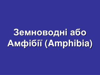 Земноводні або Амфібії ( Amphibia )