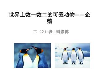 世界上数一数二的可爱动物——企鹅