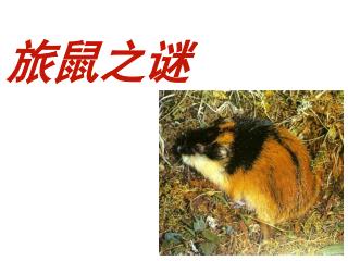 旅鼠之