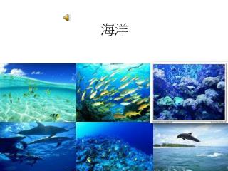寶島台灣美麗的海洋生態 海洋為什麼遭到 汙染