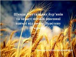 Шкода сегетальних бур’янів та захист посівів пшениці озимої від них в Лісостепу України