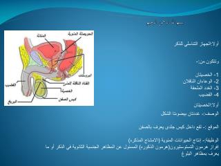 بسم الله الرحمن الرحيم