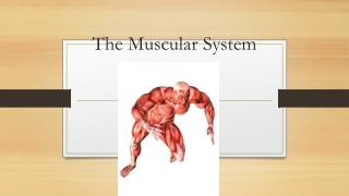 The Muscular System