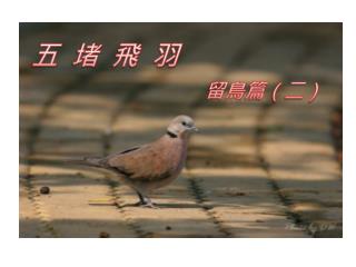 五 堵 飛 羽