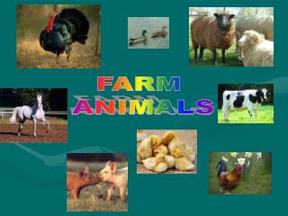 FARM ANIMALS