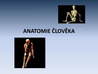 ANATOMIE ČLOVĚKA