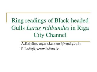 Ring readings of Black-headed Gulls Larus ridibundus in Riga City Channel