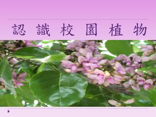 認識校園植物