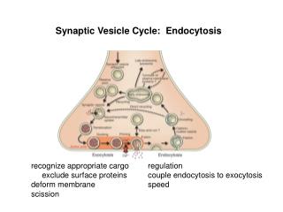 recognize appropriate cargo exclude surface proteins deform membrane scission