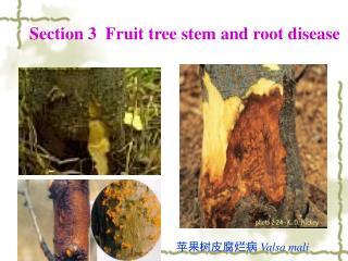 苹果树皮腐烂病 Valsa mali