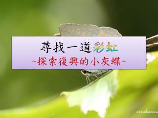 尋找一道 彩虹 ~ 探索復興的小灰蝶 ~