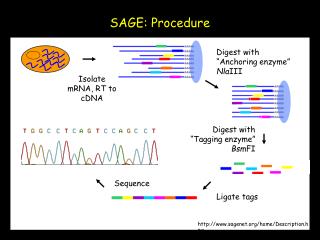 Ligate tags