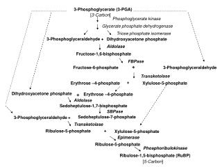 3-Phosphoglyceraldehyde