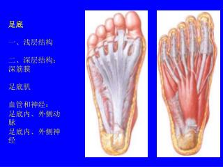足底 一、浅层结构 二、深层结构： 深筋膜 足底肌 血管和神经： 足底内、外侧动脉 足底内、外侧神经