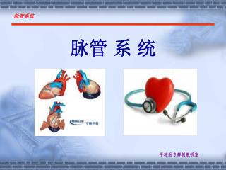 脉管 系 统