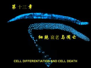 第一节 细胞的衰老 一、早期的细胞衰老研究 100 年前魏斯曼的种质不死学说 原生动物细胞 34 年的鸡心细胞的否定 小鼠 L 系细胞 HeLa 肿瘤细胞