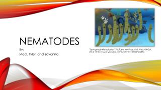Nematodes