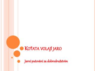 Koťata volají jaro