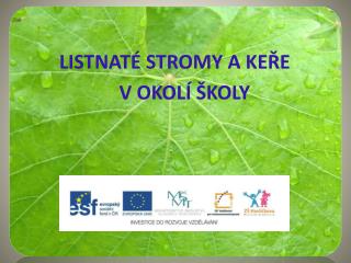 LISTNATÉ STROMY A KEŘE V OKOLÍ ŠKOLY