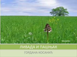 ЛИВАДА И ПАШЊАК