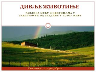 ДИВЉЕ ЖИВОТИЊЕ