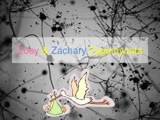 Zoey & Zachary Zygomycota