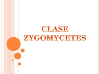 CLASE ZYGOMYCETES