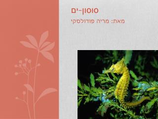 סוסון-ים