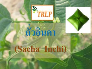 ถั่วอินคา ( Sacha I nchi )