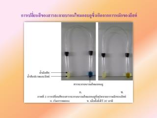 การเปลี่ยนสีของ สารละลายบ รอมไทมอ ลบลู ซึ่งเกิดจากการหมักของยีสต์