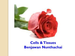 Cells &amp; Tissues Benjawan Nunthachai