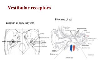 Vestibular receptors