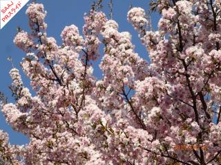 SAAJ からのお知らせです。 今年の桜　　　　　 とともにご覧ください。