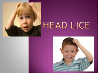 Head Lice