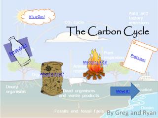 The Carbon Cycle