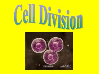Cell Division