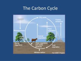 The Carbon Cycle