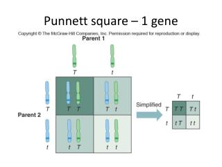 Punnett square – 1 gene