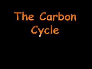 The Carbon Cycle