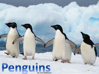 Penguins