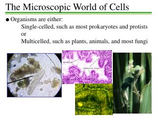 ● Organisms are either: 	Single-celled, such as most prokaryotes and protists 	or