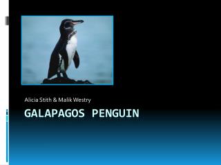 Galapagos penguin