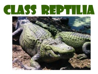 Class Reptilia