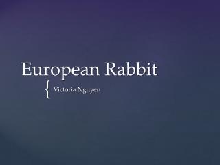 European Rabbit